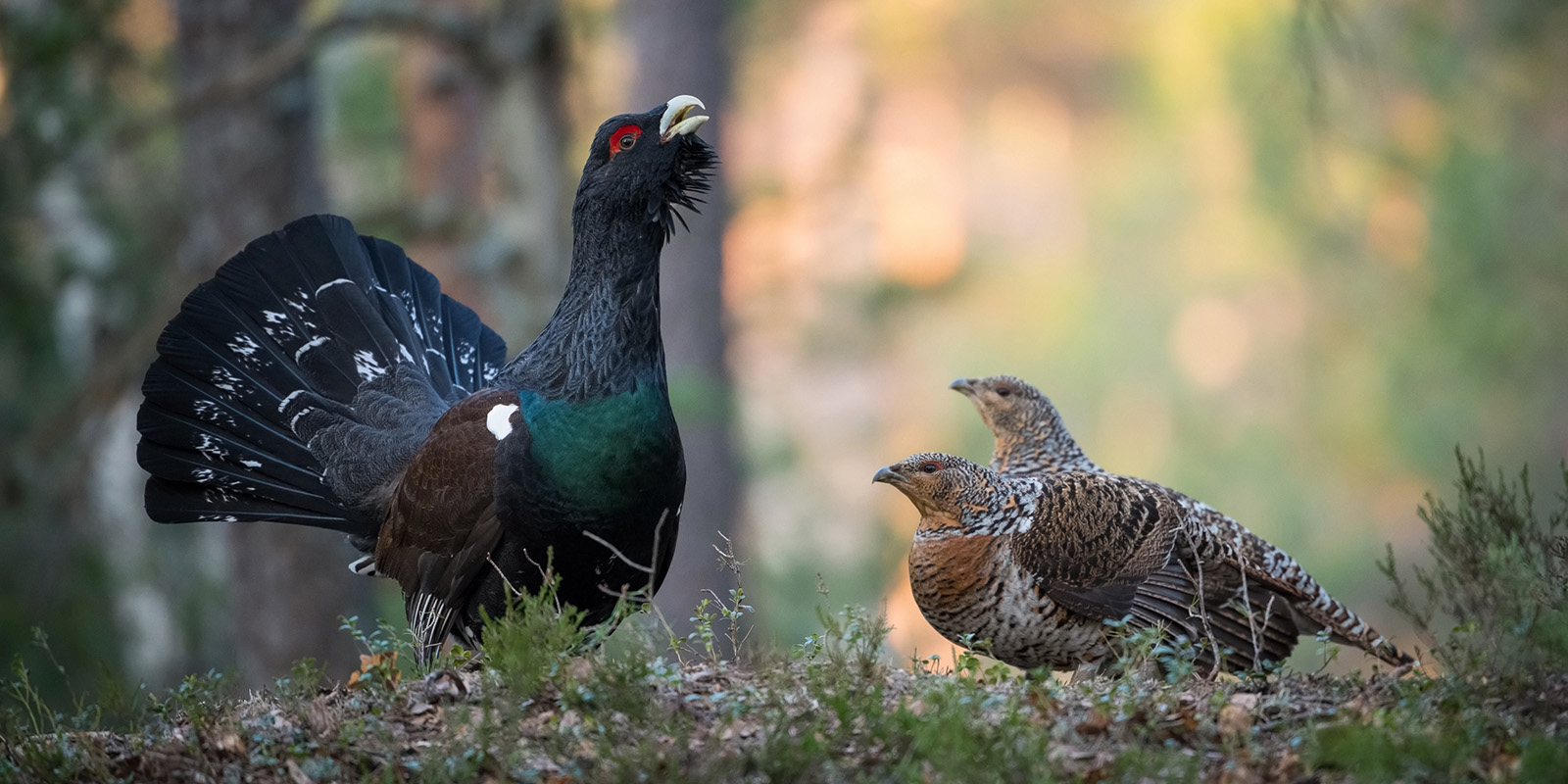 20250602_Mitglied-LJV_1600x800_Auerhuhn