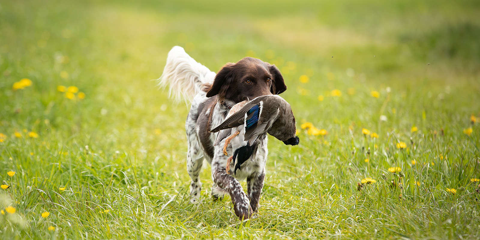 20250602_Mitglied-LJV_1600x800_Jagdhund_J-Doettling